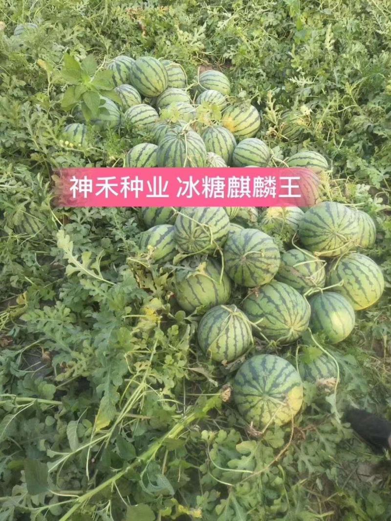 基地专用西瓜种子冰糖麒麟王西瓜种子高糖沙瓤多汁耐裂