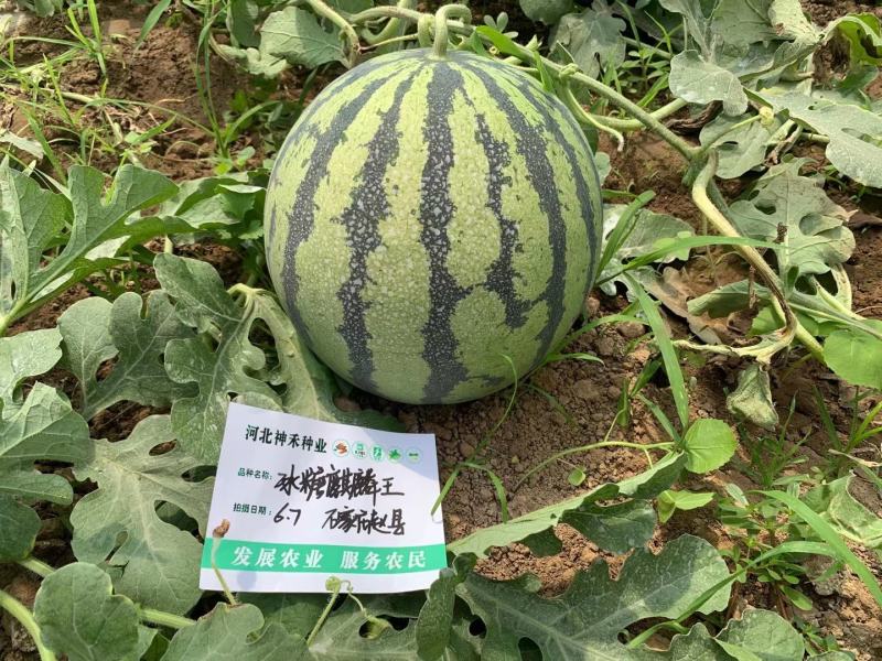 基地专用西瓜种子冰糖麒麟王西瓜种子高糖沙瓤多汁耐裂