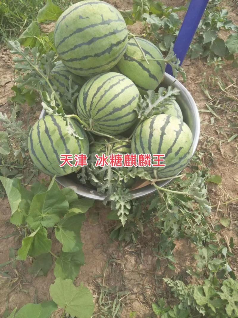 基地专用西瓜种子冰糖麒麟王西瓜种子高糖沙瓤多汁耐裂