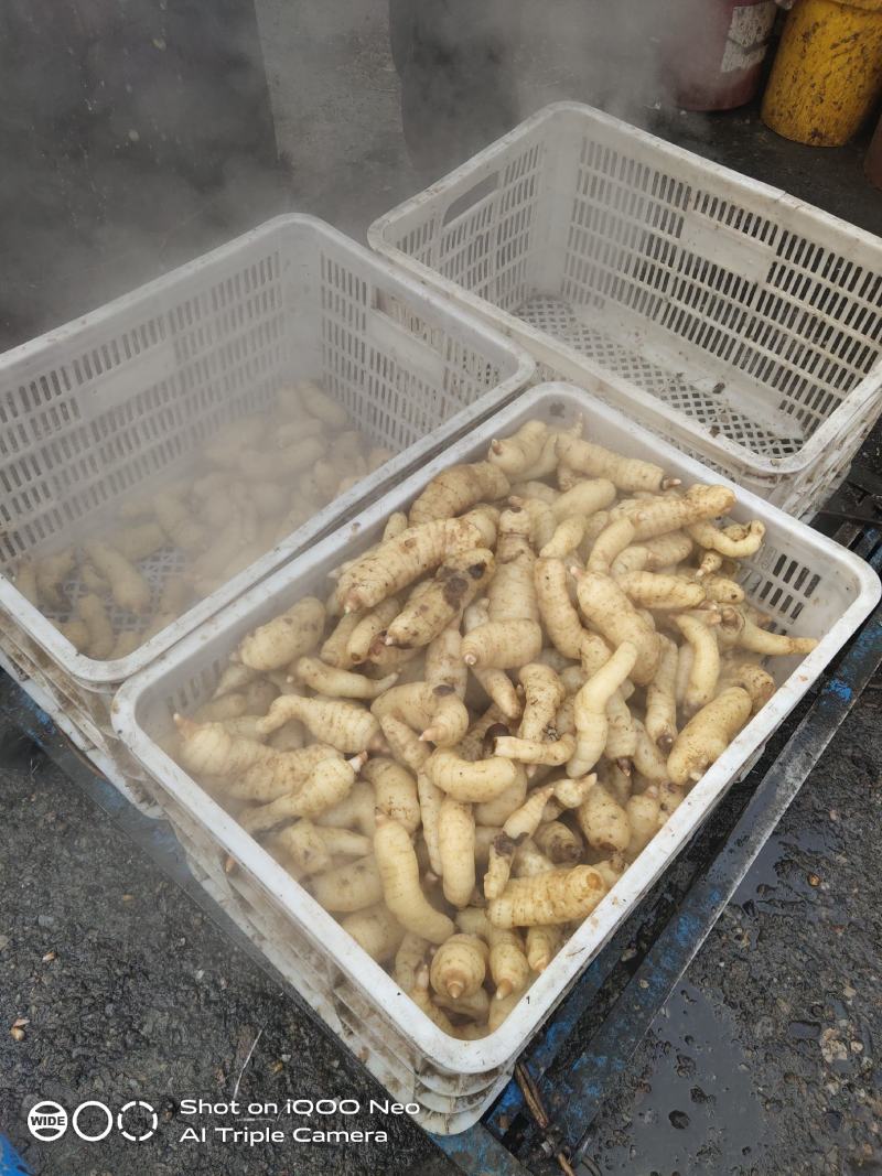 天麻片纯无硫净货生切片品质保证