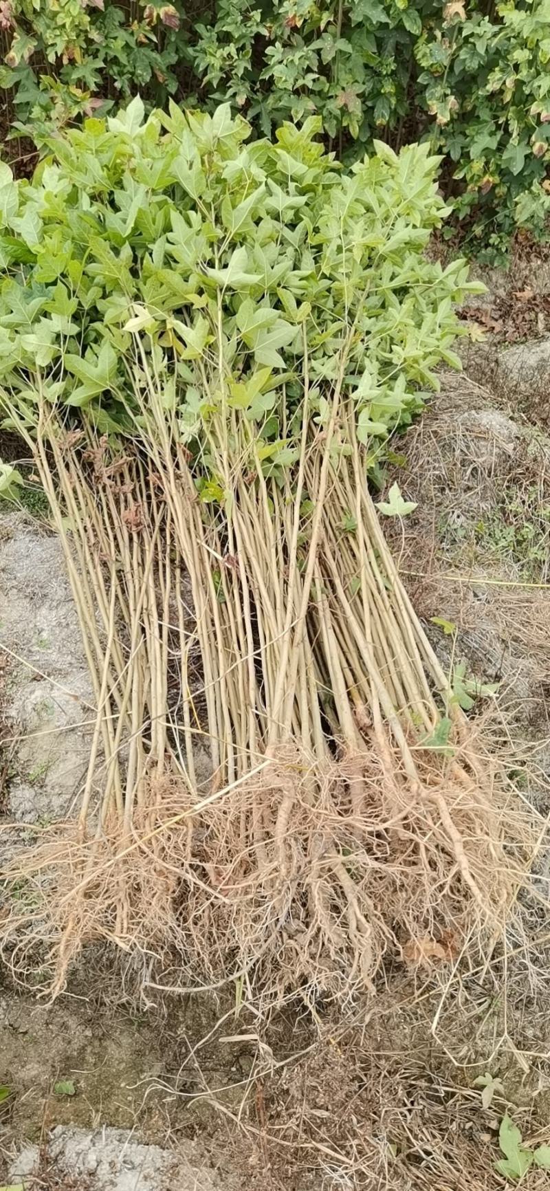枫香，枫香苗，枫香袋苗，清流县嵩口镇绿源苗圃