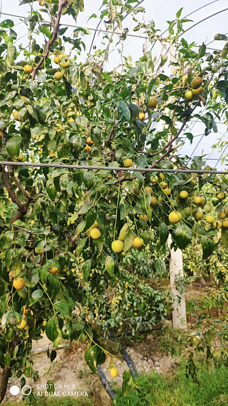 【钢绞线】热镀锌钢绞线农业搭架专用拉线火龙果拉线