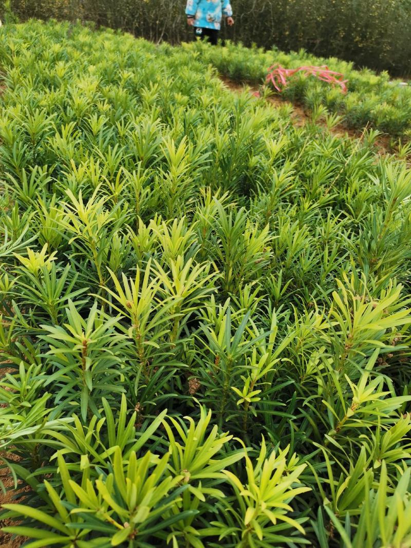 罗汉松苗，芽苗，大苗，罗汉松球