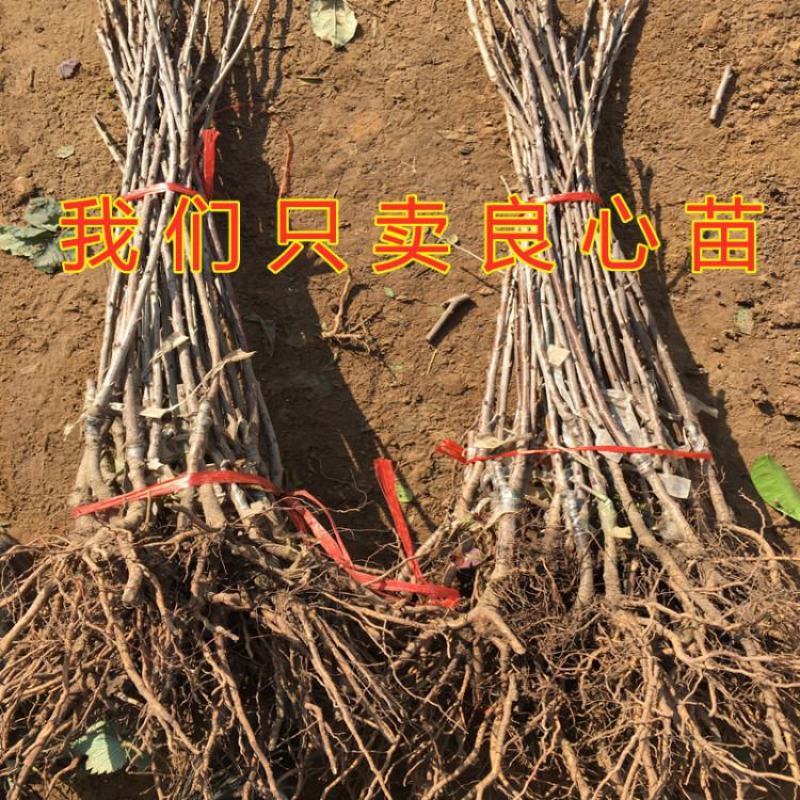 萨米脱大樱桃苗包品种包结果包活嫁接品种大樱桃苗