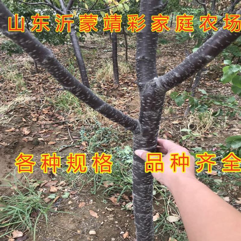 萨米脱大樱桃苗包品种包结果包活嫁接品种大樱桃苗