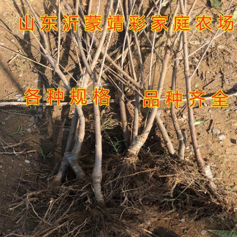 萨米脱大樱桃苗包品种包结果包活嫁接品种大樱桃苗