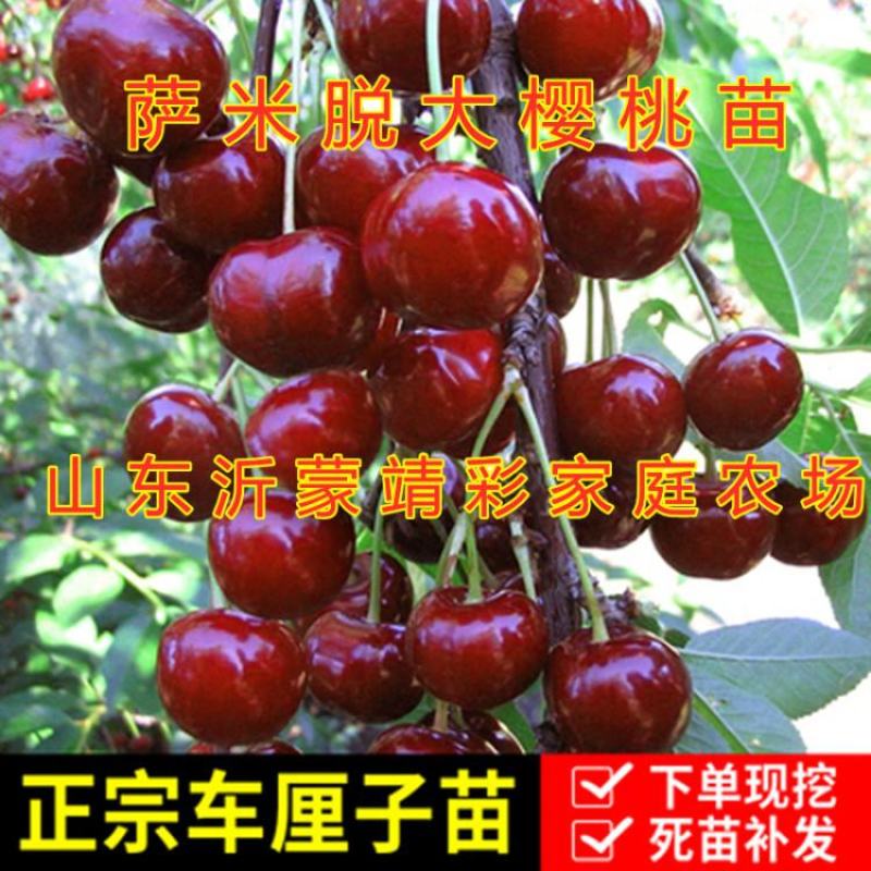 萨米脱大樱桃苗包品种包结果包活嫁接品种大樱桃苗