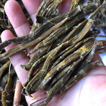 缅甸野生珍虫石斛