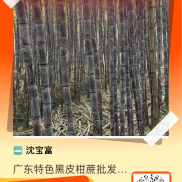精品甘蔗代理批发零售