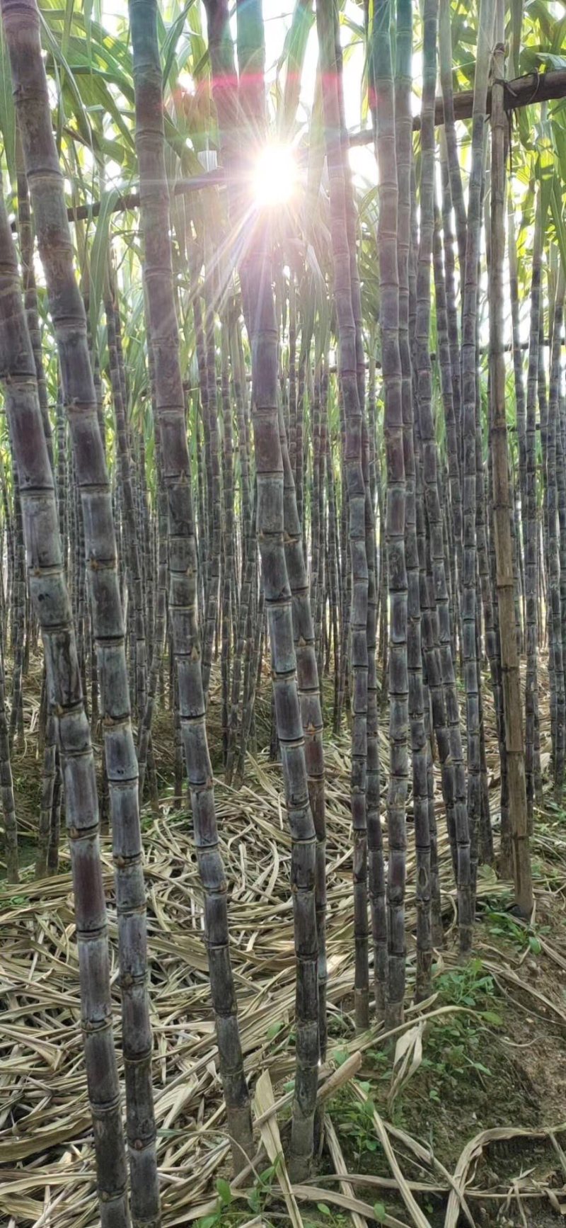 精品甘蔗代理批发零售