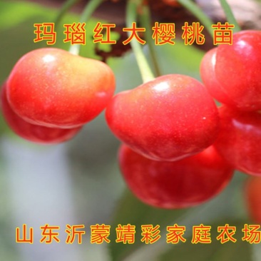 玛瑙红大樱桃苗嫁接新品种樱桃苗车厘子苗包品种
