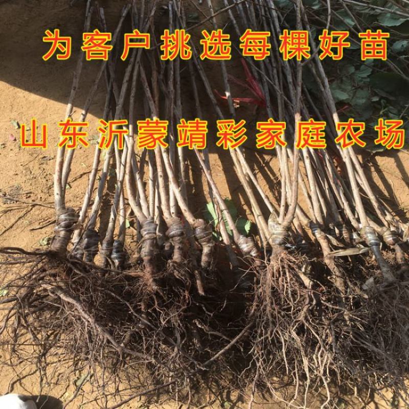 玛瑙红大樱桃苗嫁接新品种樱桃苗车厘子苗包品种