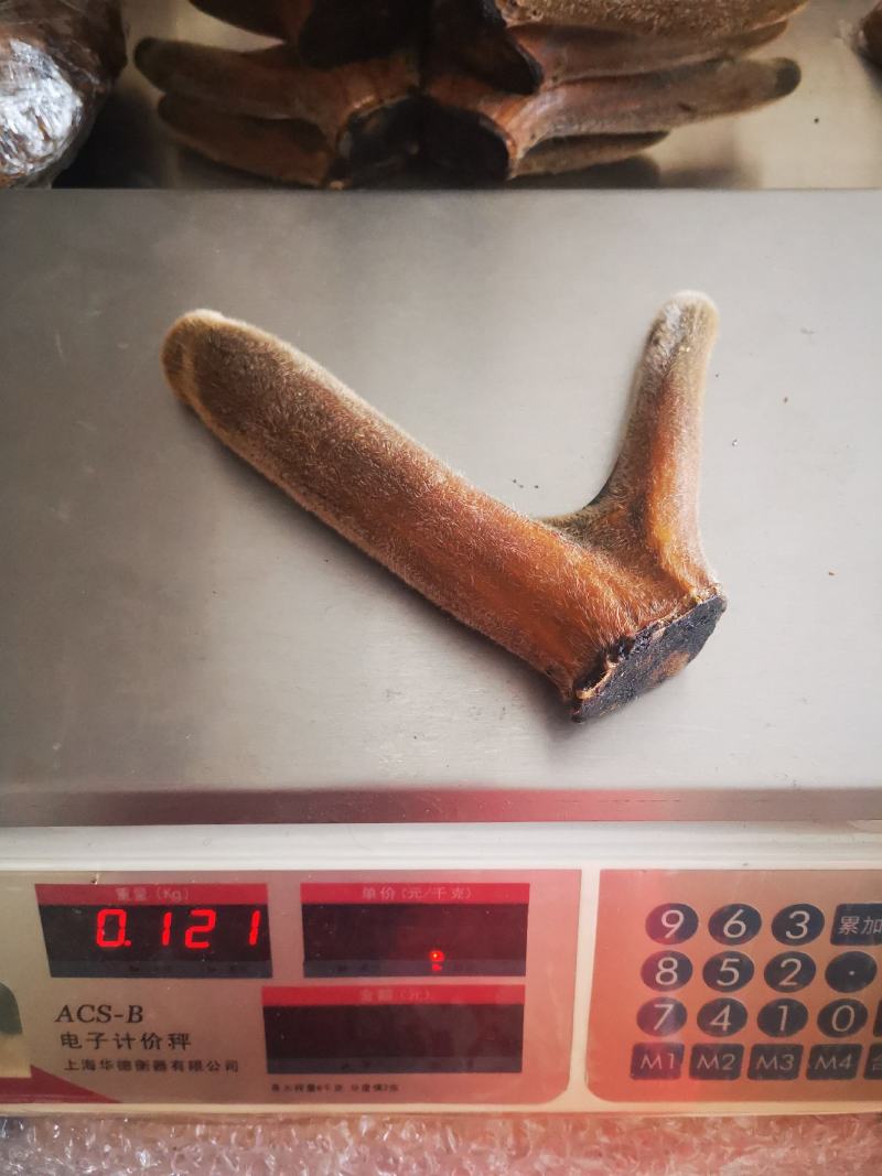精品梅花鹿干鹿茸头茬二杠茸连刀茸质量保证欢迎采购