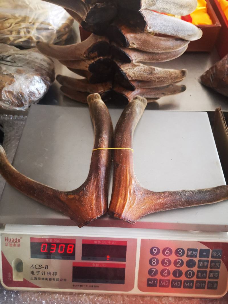 精品梅花鹿干鹿茸头茬二杠茸连刀茸质量保证欢迎采购