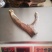 精品梅花鹿干鹿茸头茬二杠茸连刀茸质量保证欢迎采购