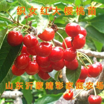 织女红樱桃苗南北方种植好养易活好品种嫁接樱桃苗
