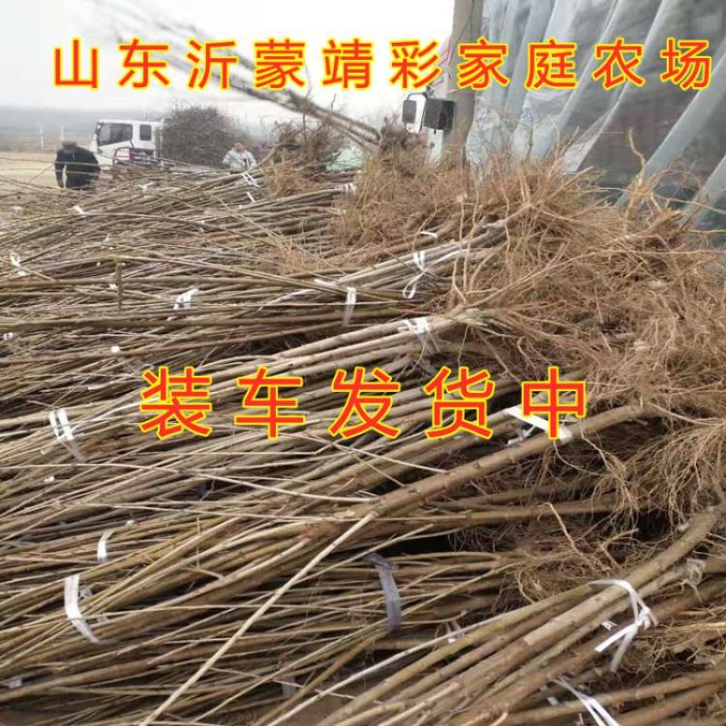 织女红樱桃苗南北方种植好养易活好品种嫁接樱桃苗