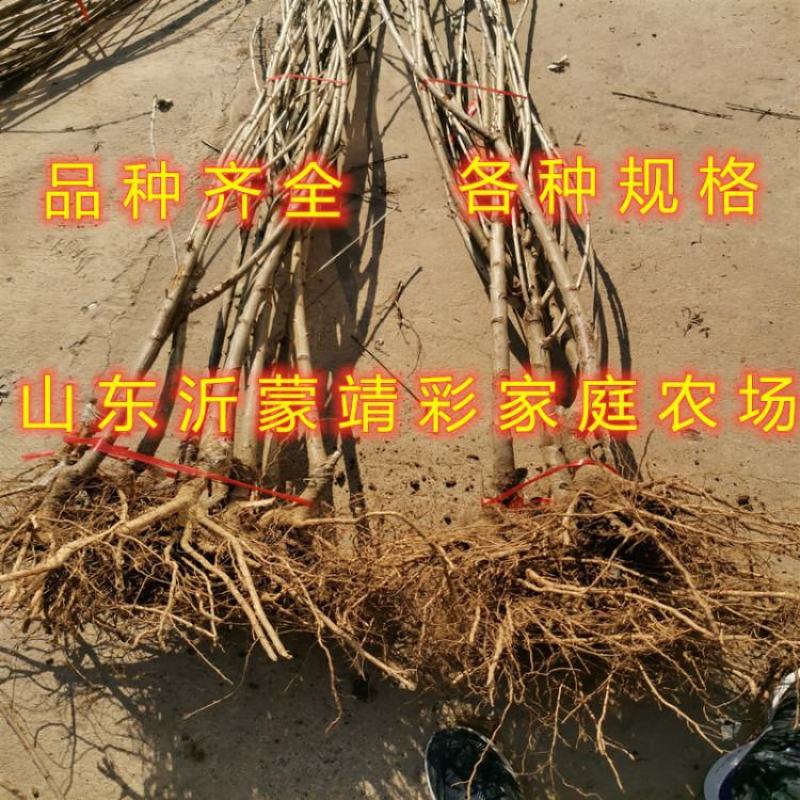 织女红樱桃苗南北方种植好养易活好品种嫁接樱桃苗