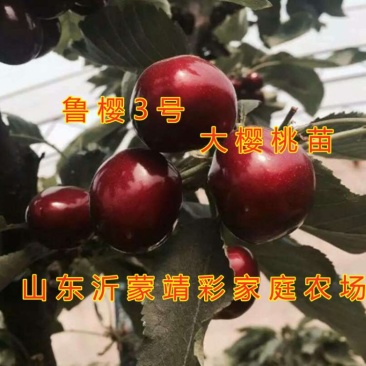 鲁樱3号大樱桃苗嫁接新品种适合大面积种植家庭种植好