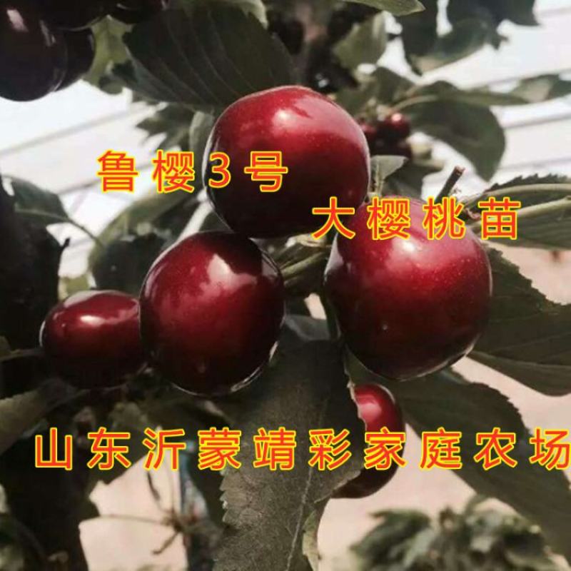 鲁樱3号大樱桃苗嫁接新品种适合大面积种植家庭种植好