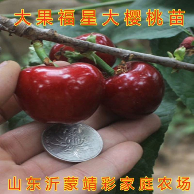 鲁樱3号大樱桃苗嫁接新品种适合大面积种植家庭种植好