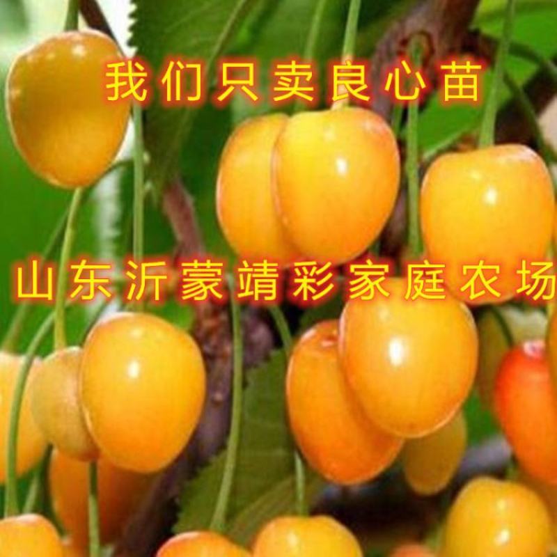 黑珍珠大樱桃苗嫁接樱桃苗南北方种植盆栽地栽品种樱苗