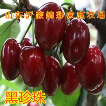 黑珍珠大樱桃苗嫁接樱桃苗南北方种植盆栽地栽品种樱苗