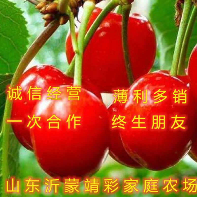 黑珍珠大樱桃苗嫁接樱桃苗南北方种植盆栽地栽品种樱苗