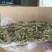 稻蝗新货颜色好价格合适
