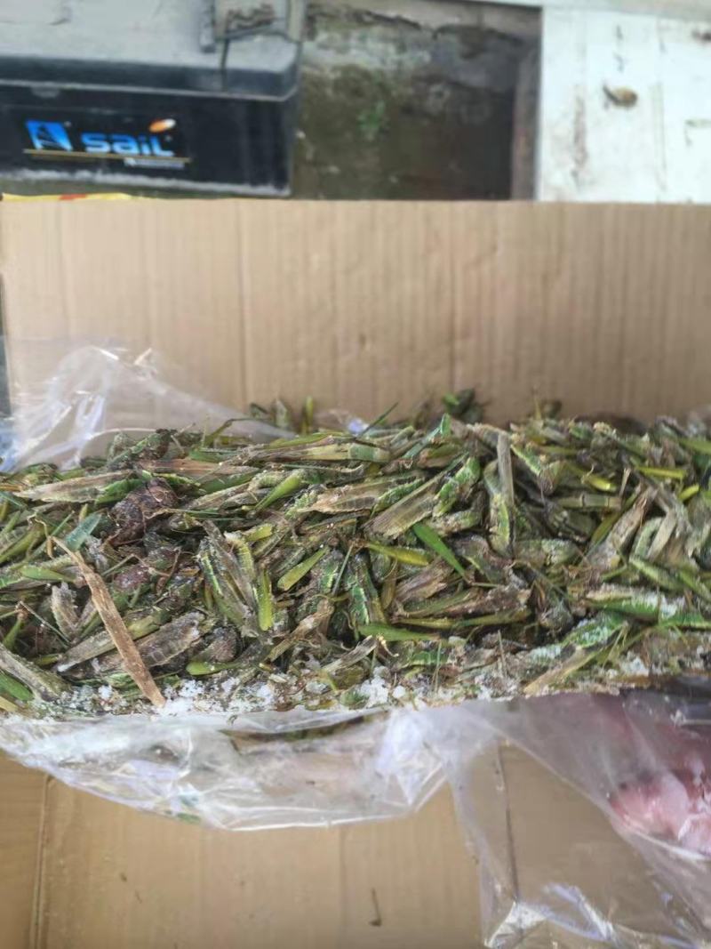 稻蝗新货颜色好价格合适