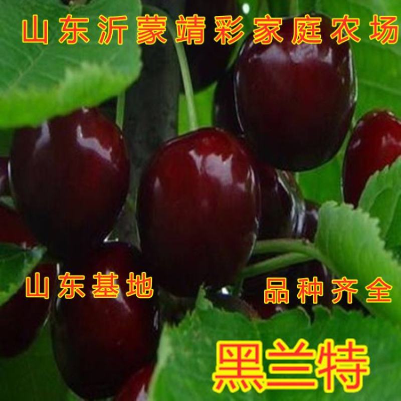 黑兰特大樱桃苗嫁接好品种早熟晚熟甜好吃樱桃苗