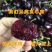 黑兰特大樱桃苗嫁接好品种早熟晚熟甜好吃樱桃苗