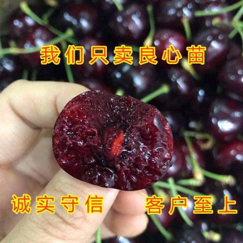 黑兰特大樱桃苗嫁接好品种早熟晚熟甜好吃樱桃苗