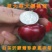 黑兰特大樱桃苗嫁接好品种早熟晚熟甜好吃樱桃苗