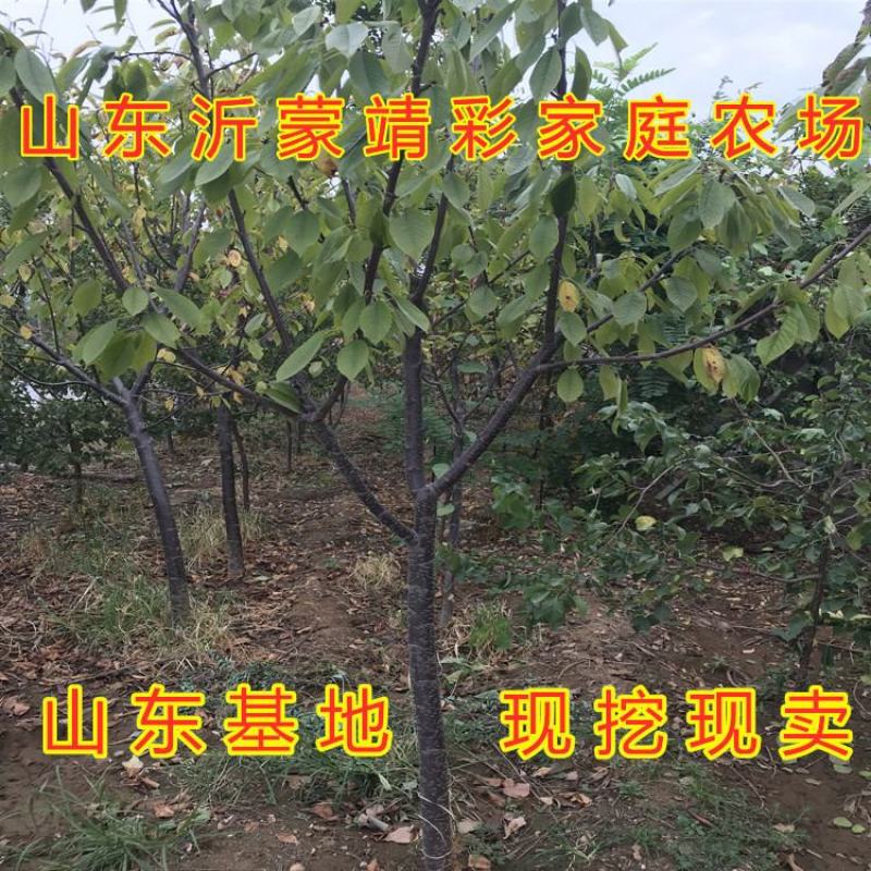 黑兰特大樱桃苗嫁接好品种早熟晚熟甜好吃樱桃苗