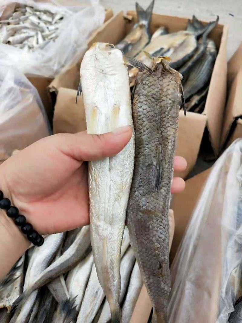梭鱼棍棍子鱼咸鱼干对接各地电商微商一手货源大量现货供应