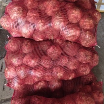 根芹，野菜特菜全国发货，炒肉吃，味道浓郁