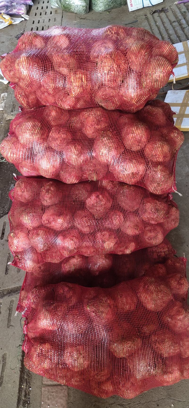 根芹，野菜特菜全国发货，炒肉吃，味道浓郁