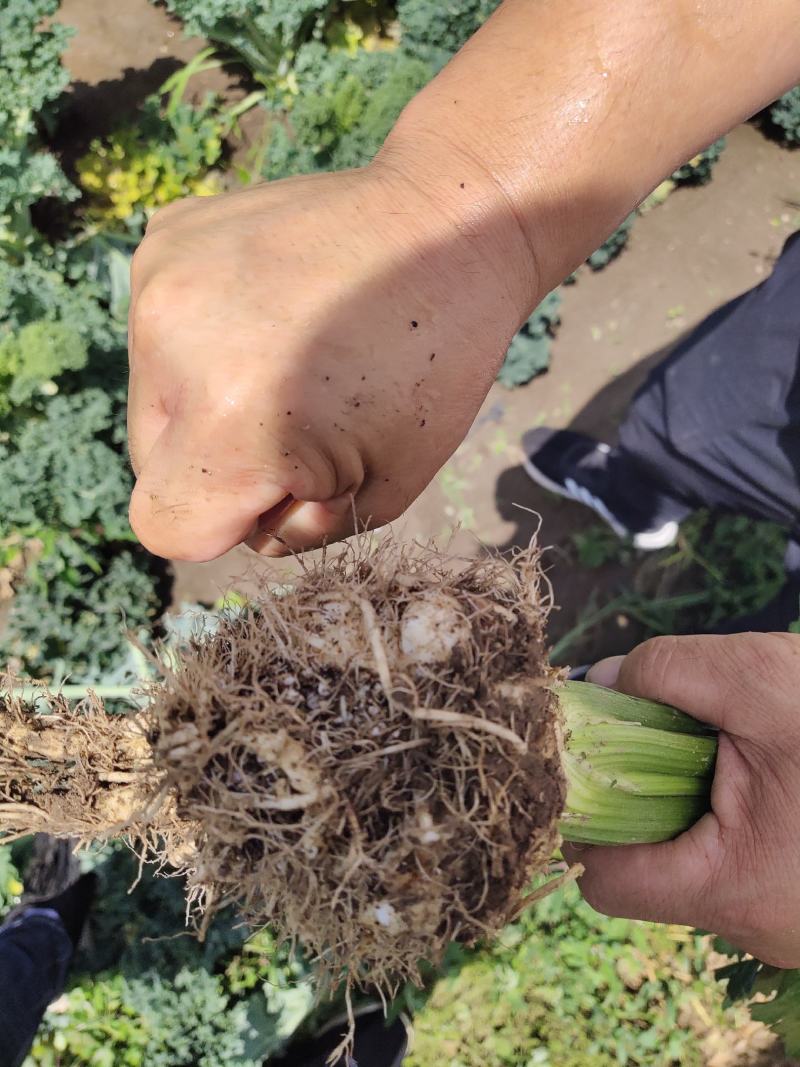 根芹，野菜特菜全国发货，炒肉吃，味道浓郁