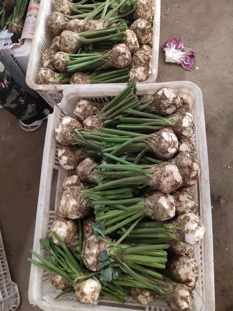 根芹，野菜特菜全国发货，炒肉吃，味道浓郁