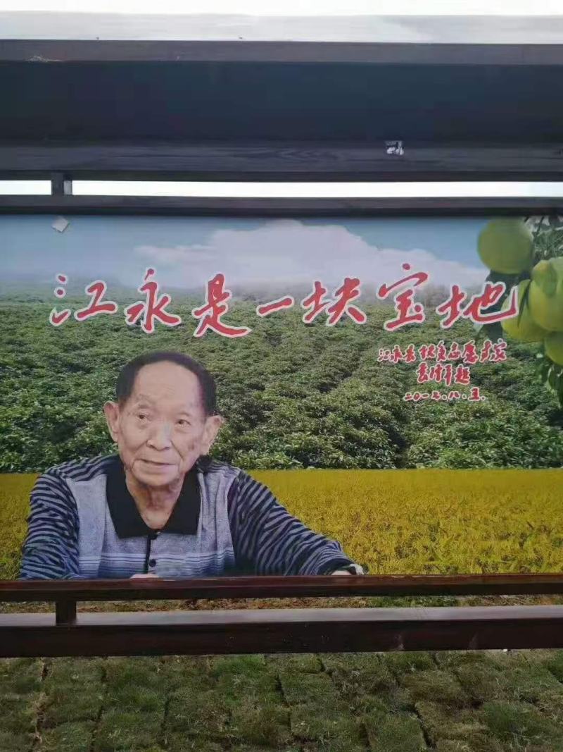 沙甜柚，大量上市，有需要的可以联系我，现在好货多多