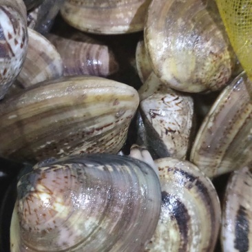 鲜活美贝花甲肉鲜美，鲜活发货，连云港港口直接发货，