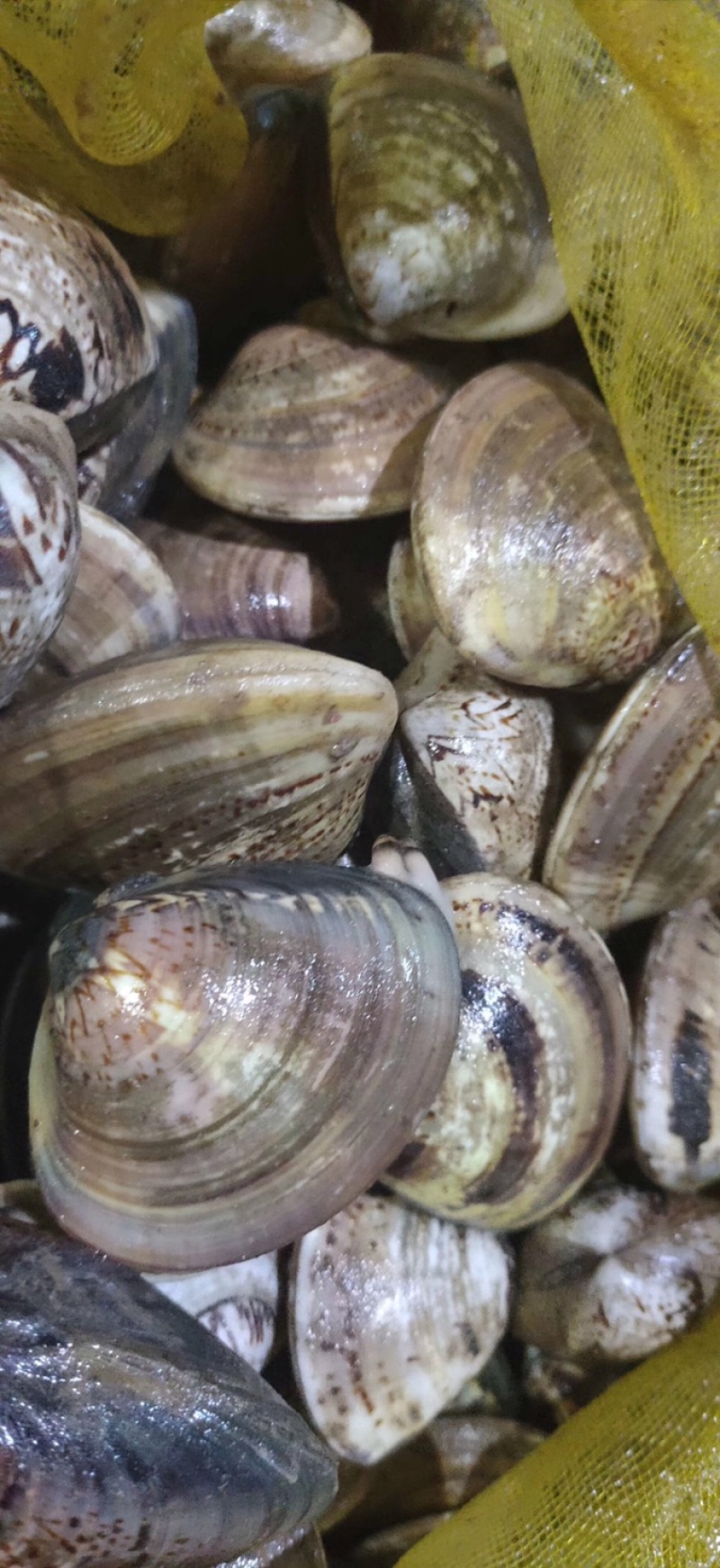 鲜活美贝花甲肉鲜美，鲜活发货，连云港港口直接发货，
