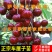 大果福星大樱桃苗嫁接超大樱桃南北方种植盆栽地栽苗