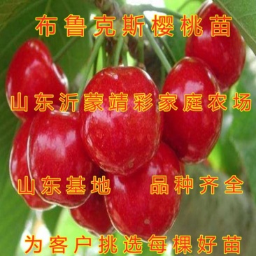 布鲁克斯大樱桃树苗嫁接品种樱桃南北方种植好品种成活