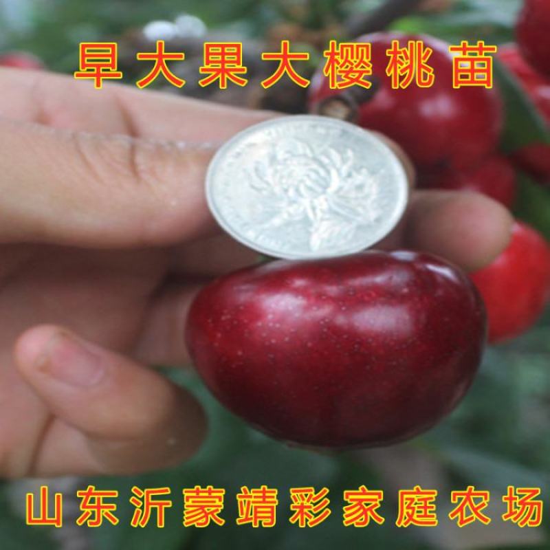 布鲁克斯大樱桃树苗嫁接品种樱桃南北方种植好品种成活