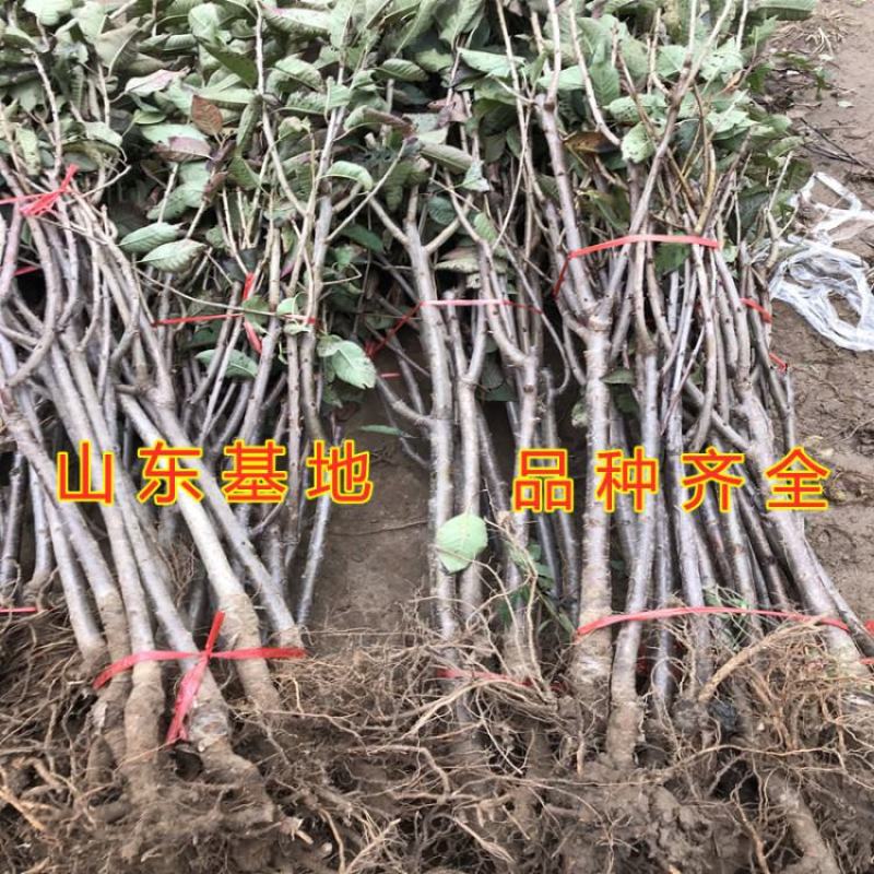 布鲁克斯大樱桃树苗嫁接品种樱桃南北方种植好品种成活