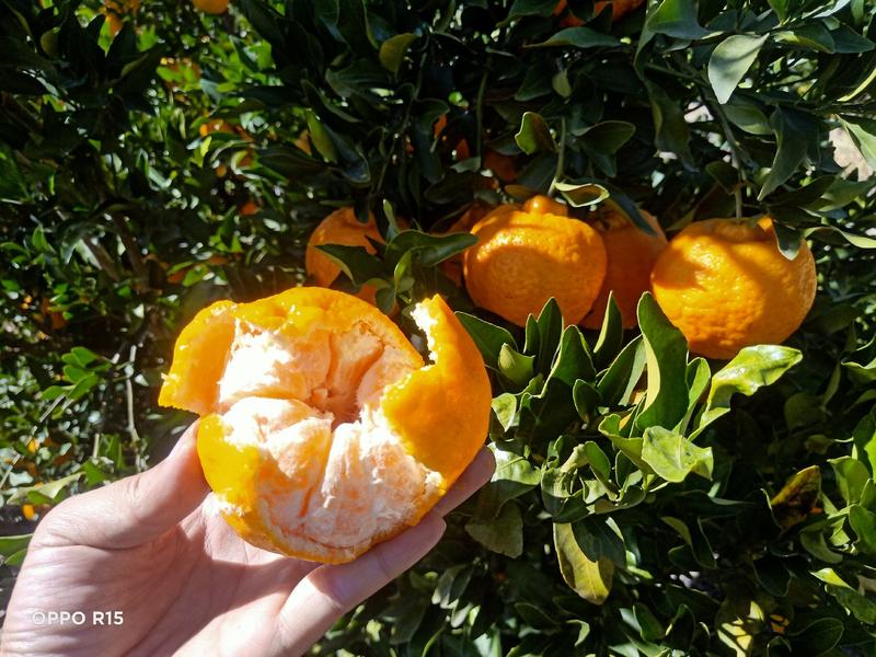 云南柑橘椪柑柑橘基地直发量大从优可视频看货