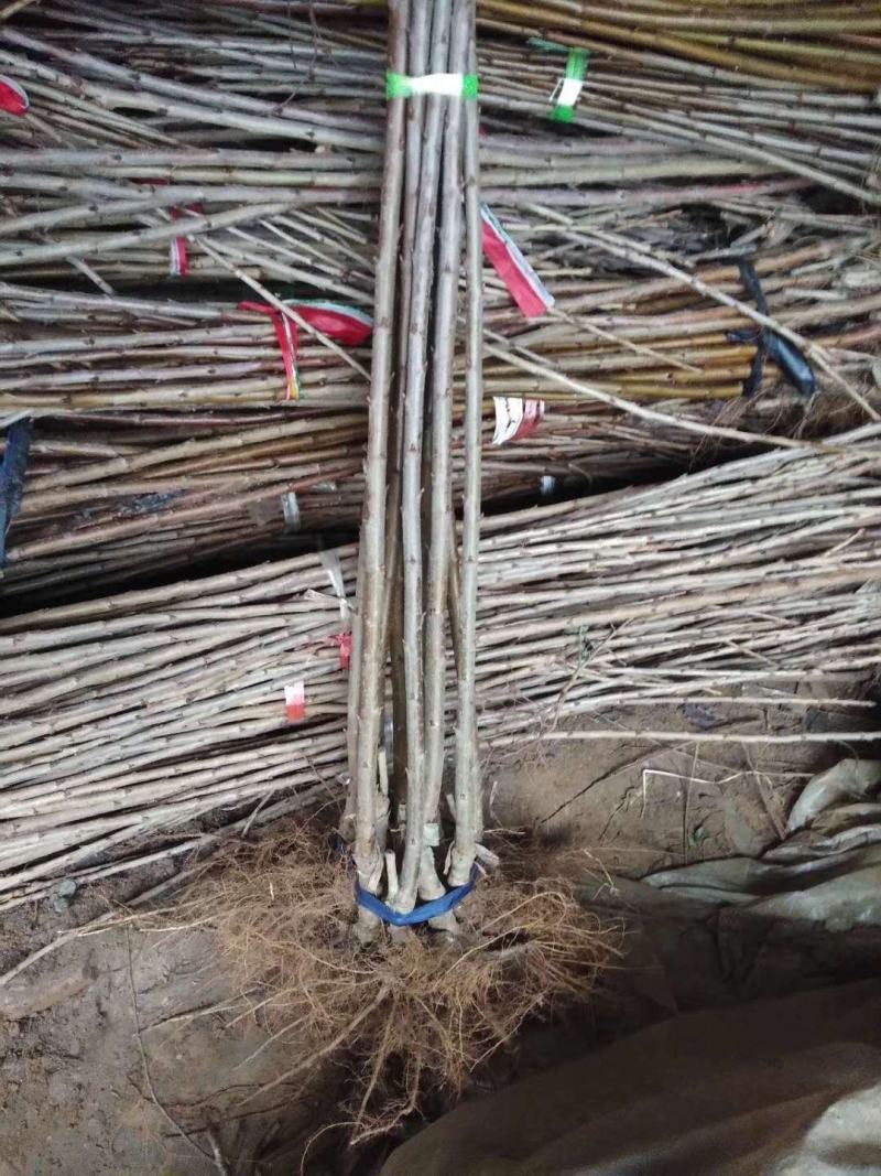矮化樱桃苗金脆蜜蜜露辉煌1-5巨人王美早