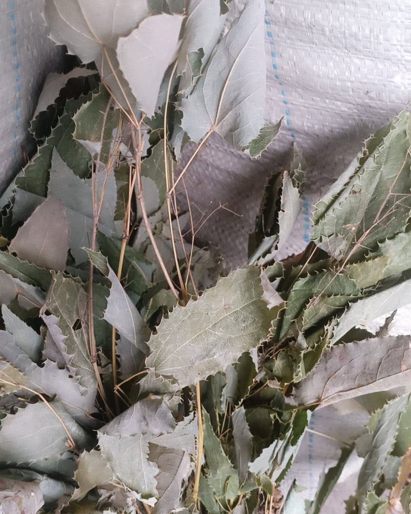 高山淫羊藿！颜色好！质量有保证